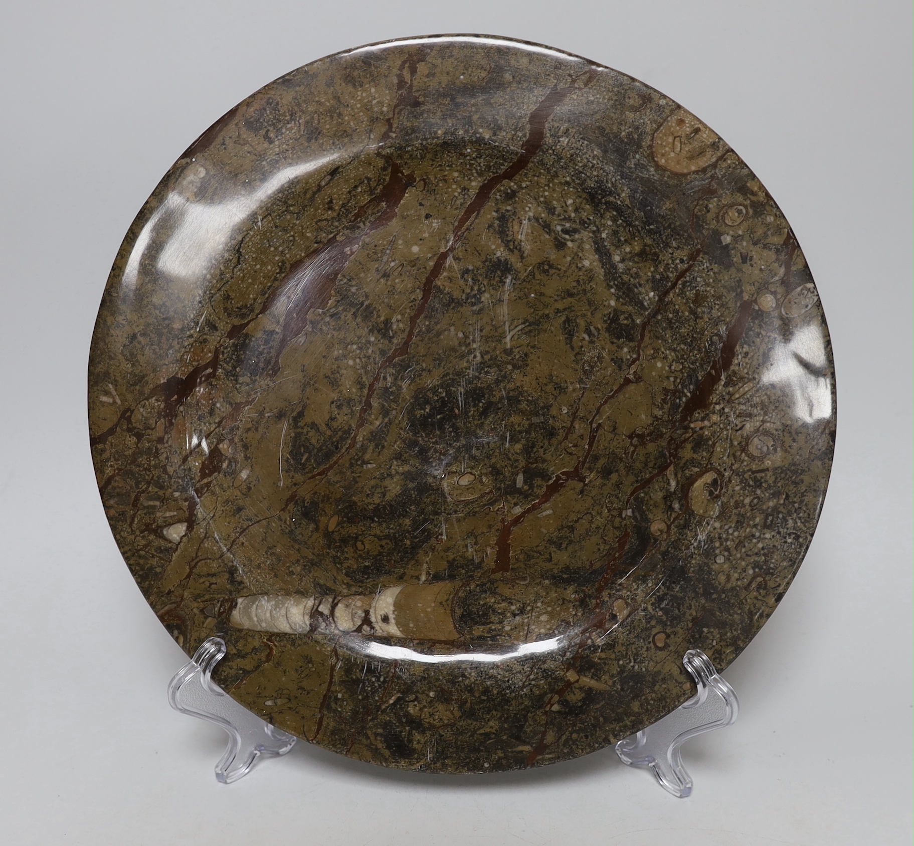 Six fossil specimen stone plates, including ammonites, belemnites, etc. largest 32cm